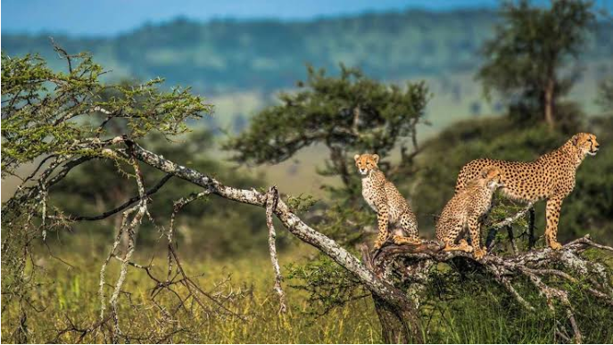 Best Time for Tanzania Safari: A Complete Seasonal Guide